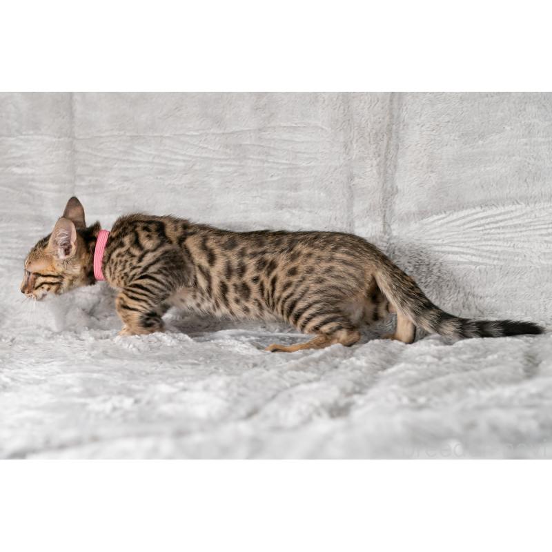 販売中の福岡県のベンガル-128574の3枚目