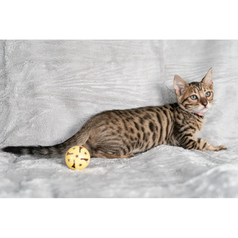 販売中の福岡県のベンガル-128574の2枚目