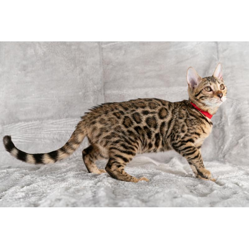 販売中の福岡県のベンガル-123797の6枚目