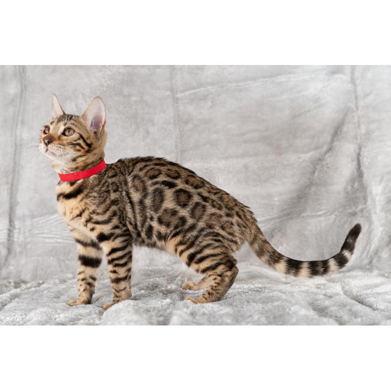 販売中の福岡県のベンガル-123797の5枚目