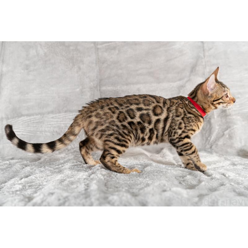 販売中の福岡県のベンガル-123797の4枚目