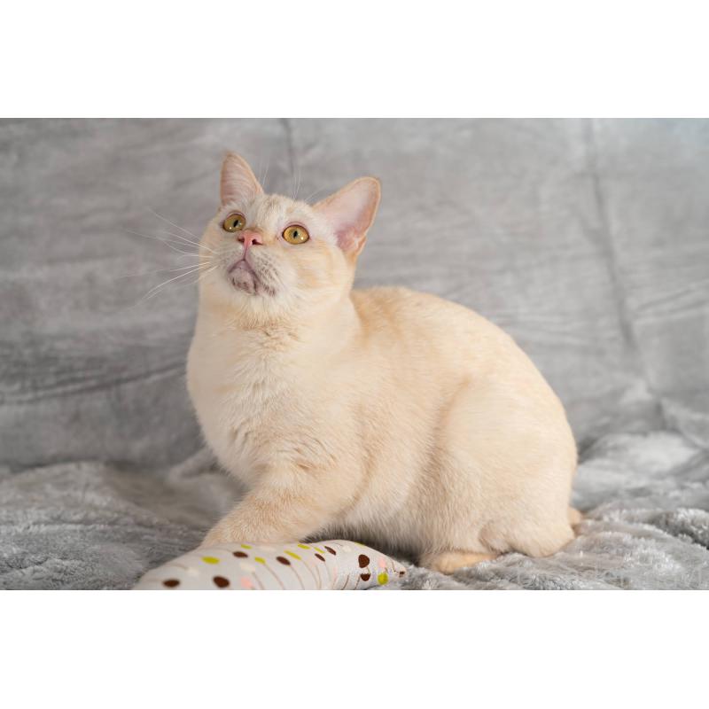 販売中の福岡県のラパーマ-110521の5枚目