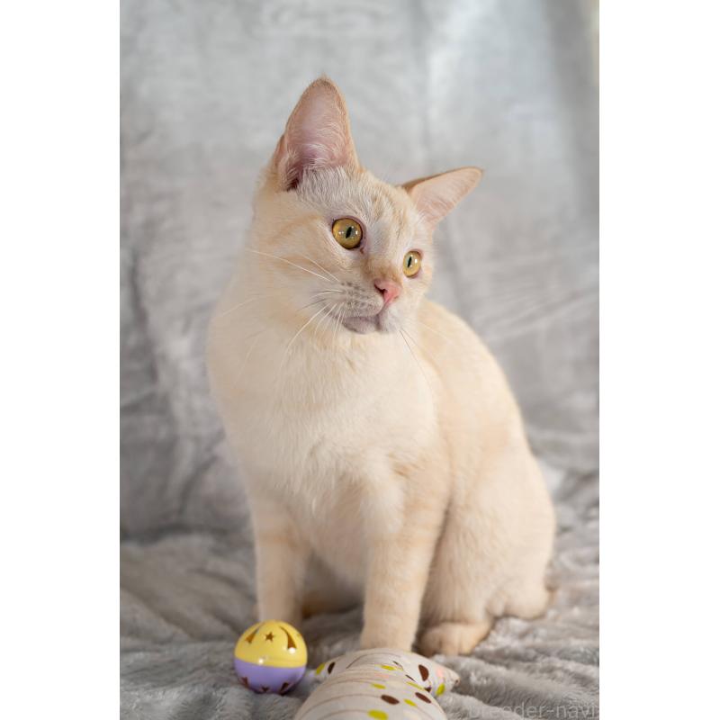 販売中の福岡県のラパーマ-110521の4枚目