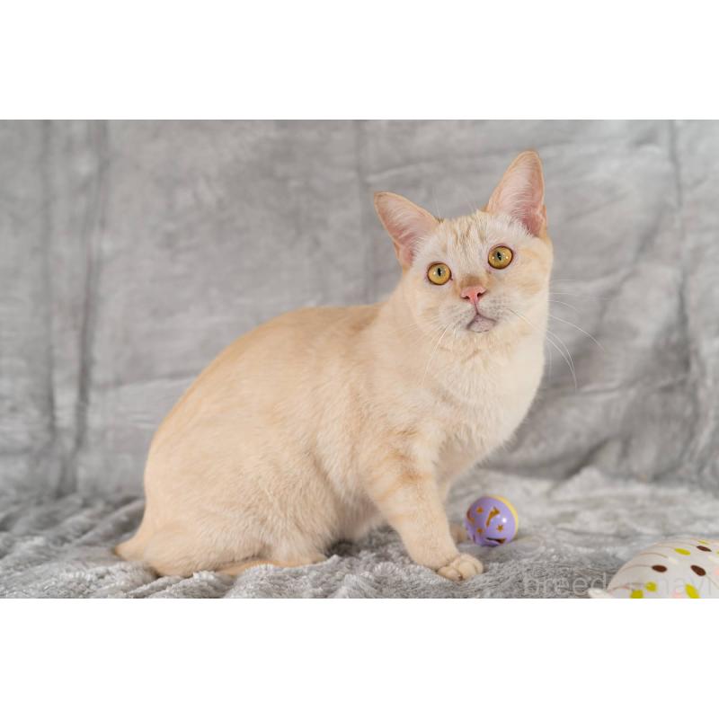 販売中の福岡県のラパーマ-110521の3枚目