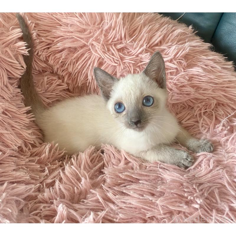 成約済の東京都のロシアンブルー-129480の10枚目