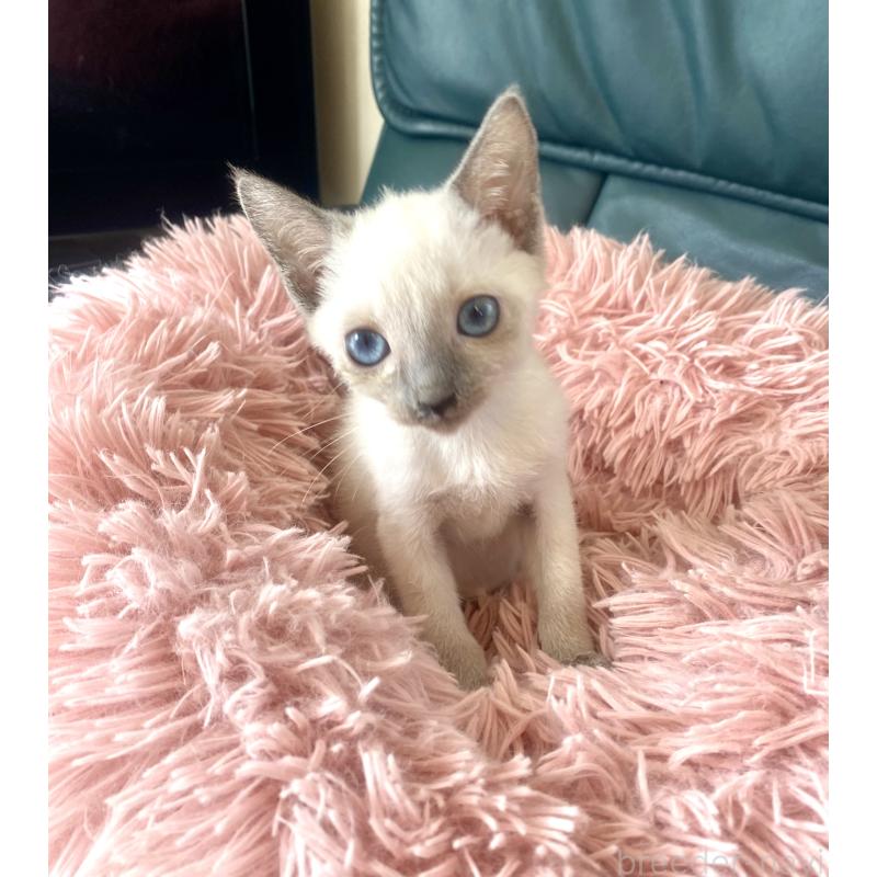 成約済の東京都のロシアンブルー-129480の9枚目