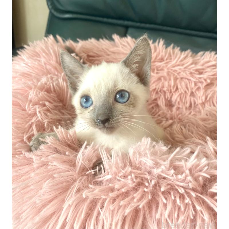 成約済の東京都のロシアンブルー-129480の8枚目