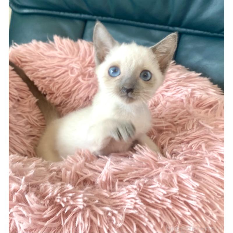 成約済の東京都のロシアンブルー-129480の7枚目