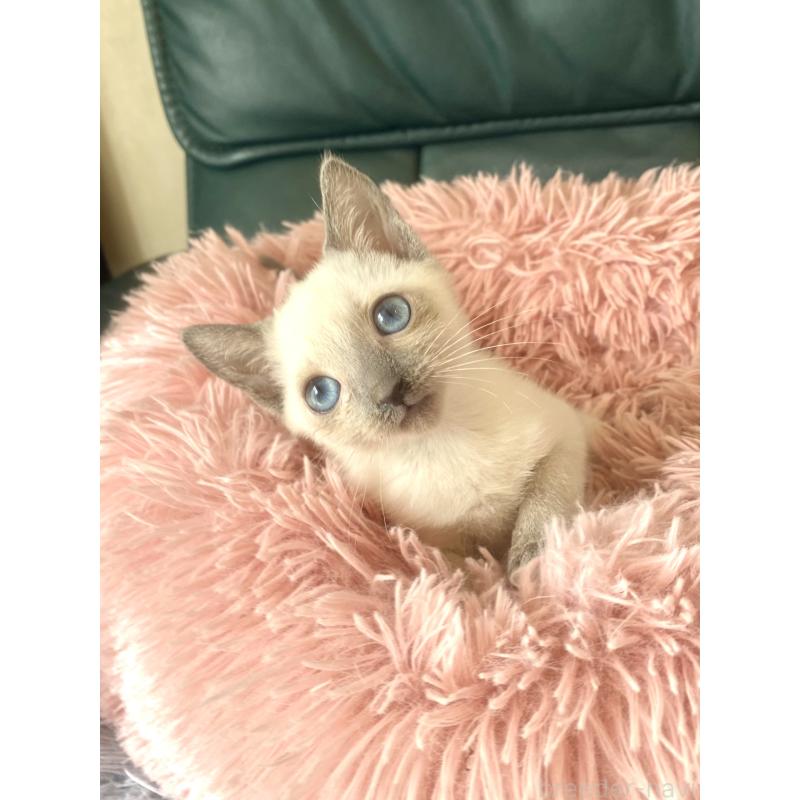 成約済の東京都のロシアンブルー-129480の6枚目