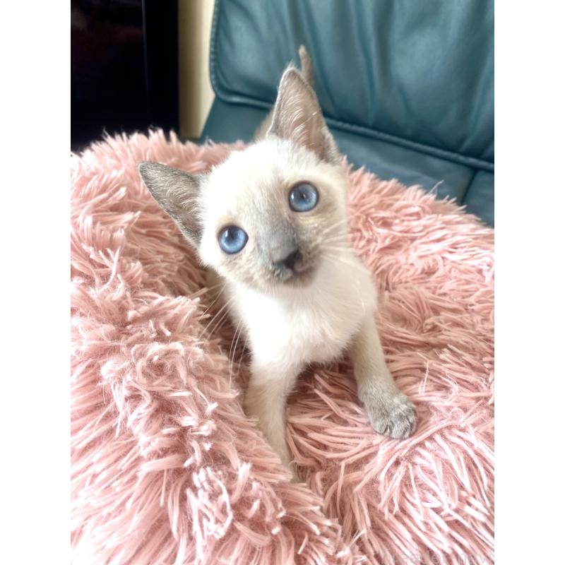 成約済の東京都のロシアンブルー-129480の5枚目