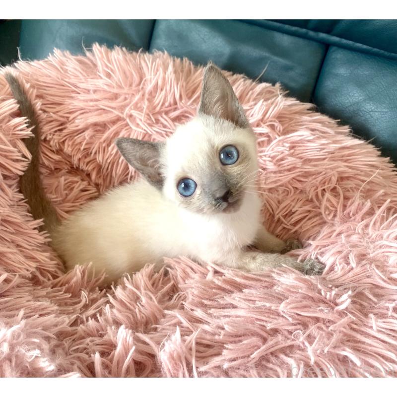 成約済の東京都のロシアンブルー-129480の4枚目