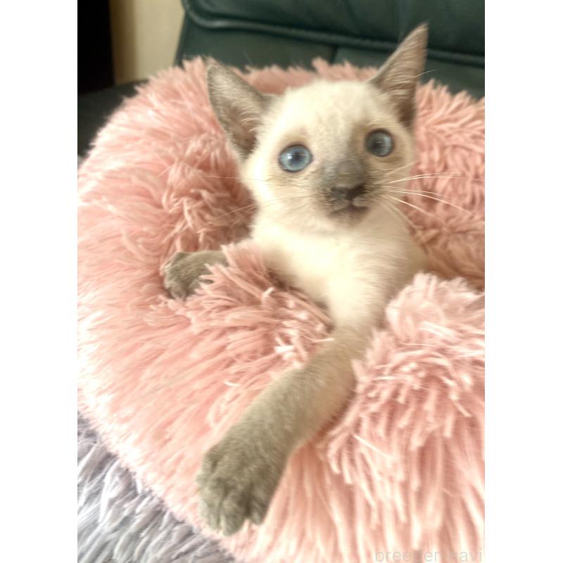 成約済の東京都のロシアンブルー-129480の3枚目