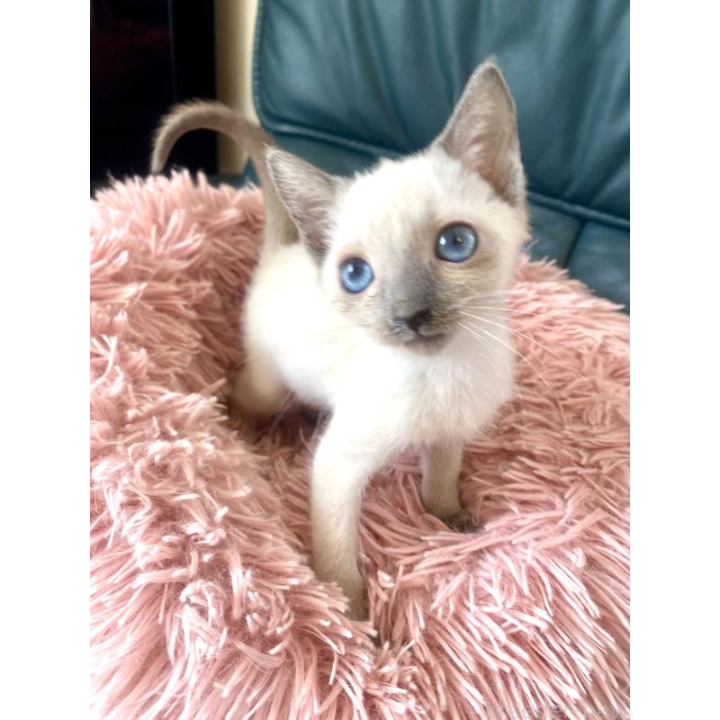 成約済の東京都のロシアンブルー-129480の2枚目