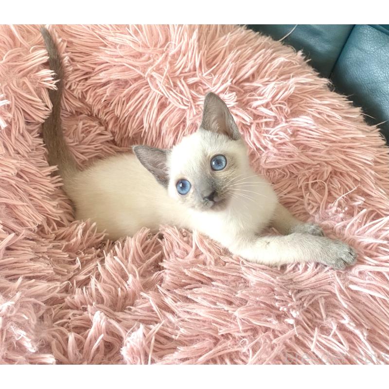 販売中の東京都のロシアンブルー-129480