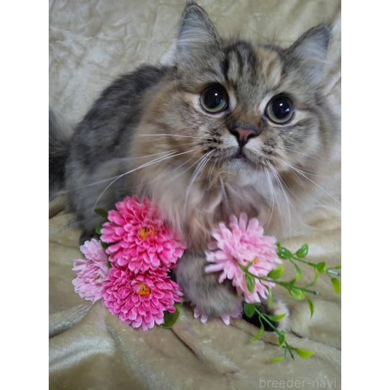 成約済の岐阜県のペルシャ(チンチラ)-121242の3枚目