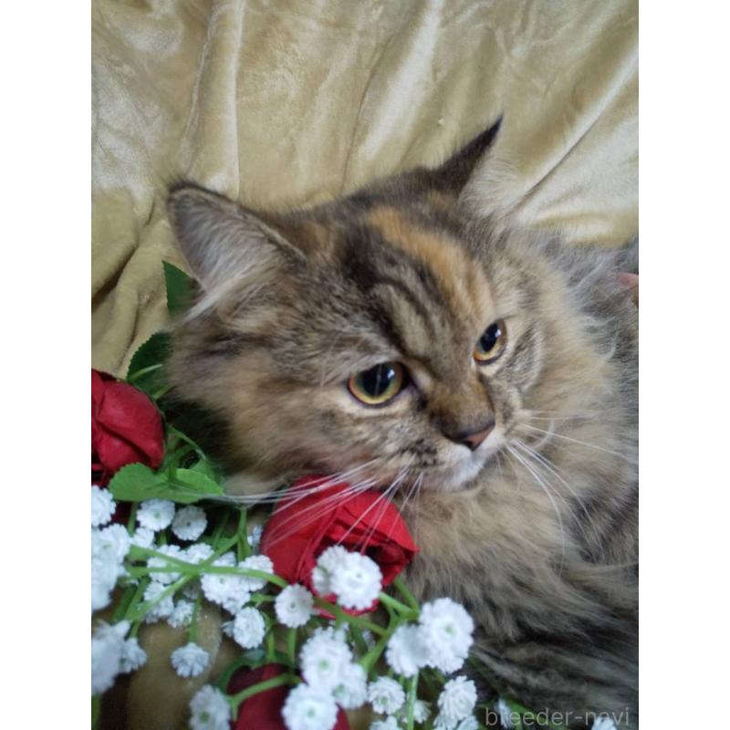 成約済の岐阜県のペルシャ(チンチラ)-121242の2枚目