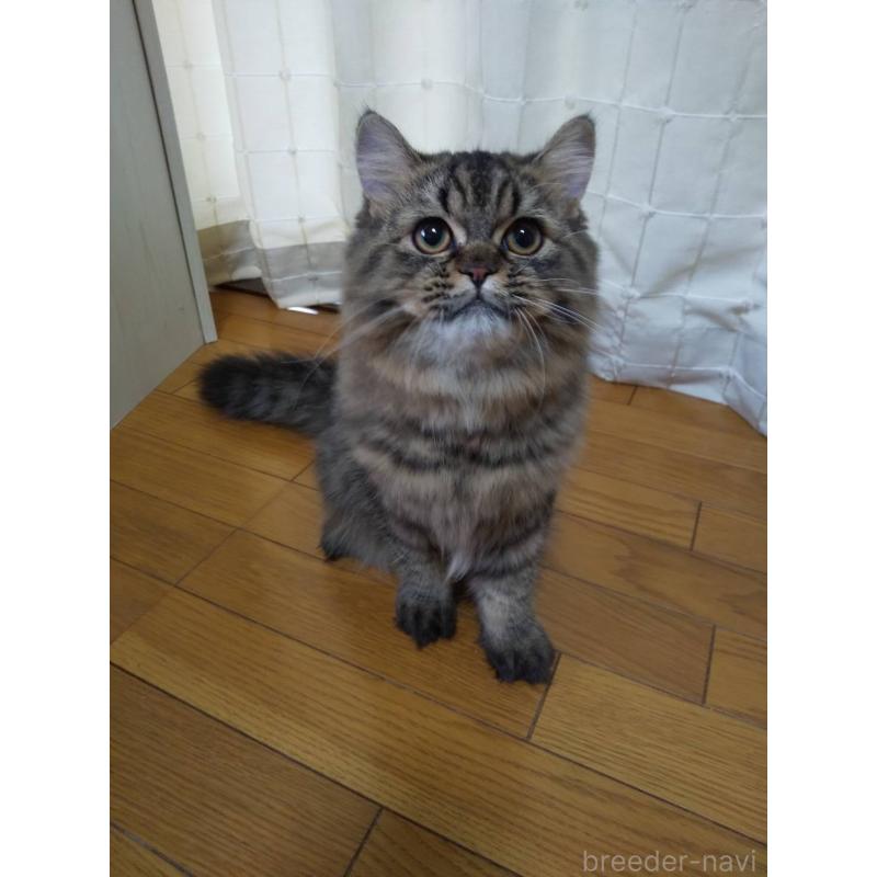 販売中の岐阜県のペルシャ-121245の6枚目