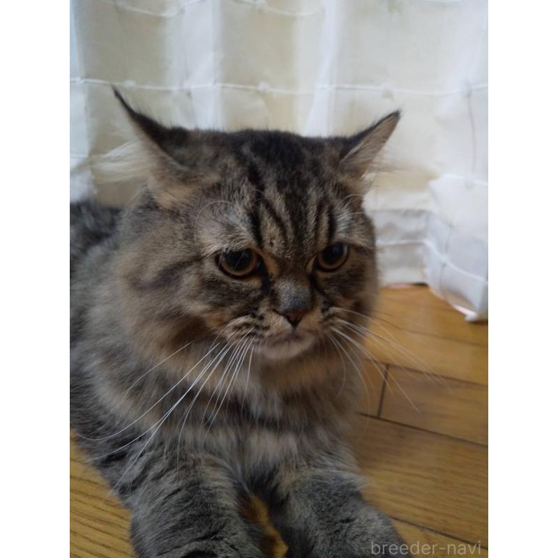 販売中の岐阜県のペルシャ-121245の5枚目