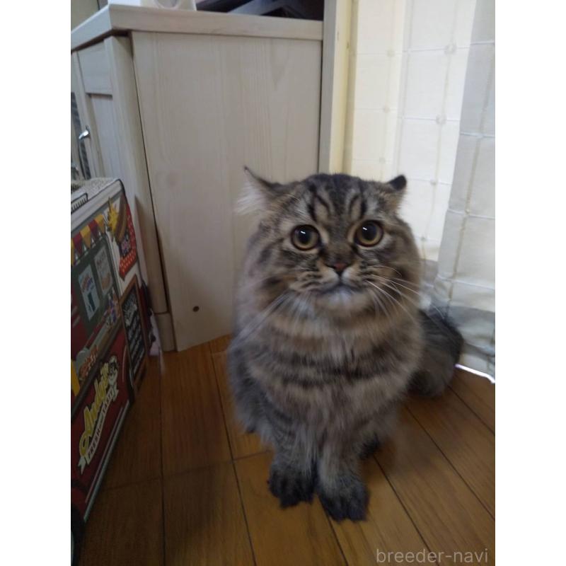 販売中の岐阜県のペルシャ-121245の4枚目