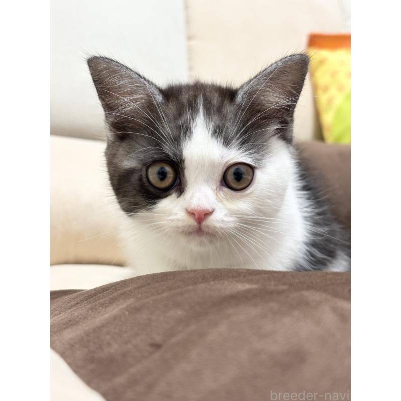 販売中の福岡県のスコティッシュフォールド-130363の5枚目