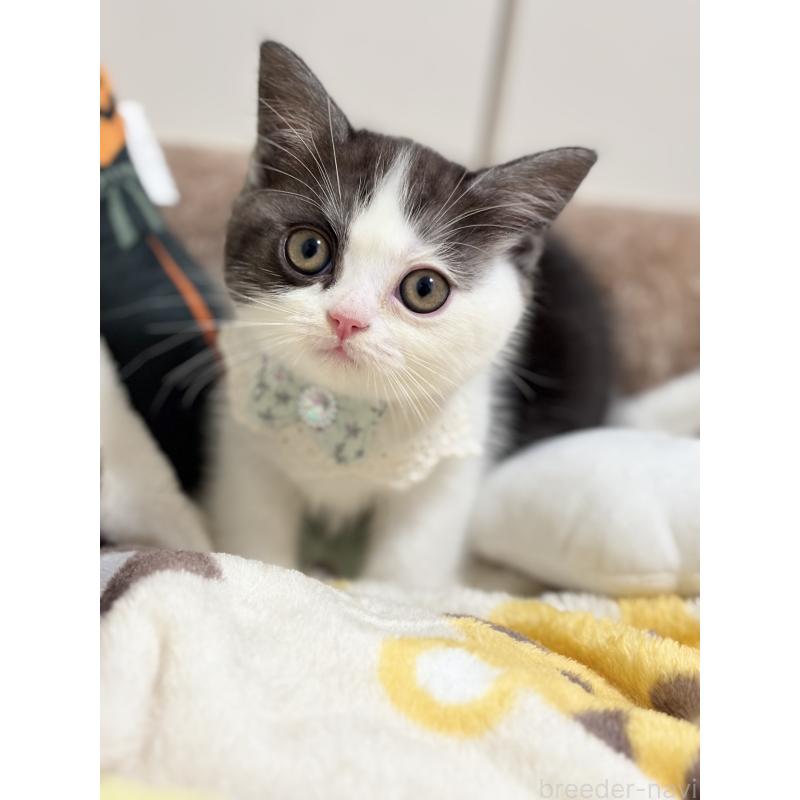 販売中の福岡県のスコティッシュフォールド-130363の4枚目