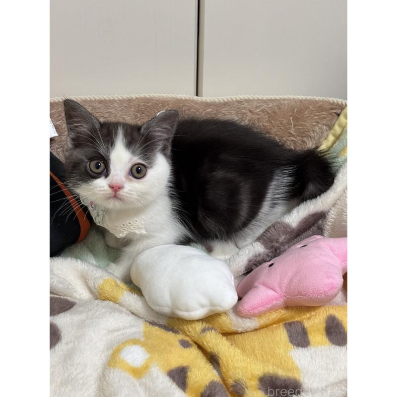 販売中の福岡県のスコティッシュフォールド-130363の3枚目