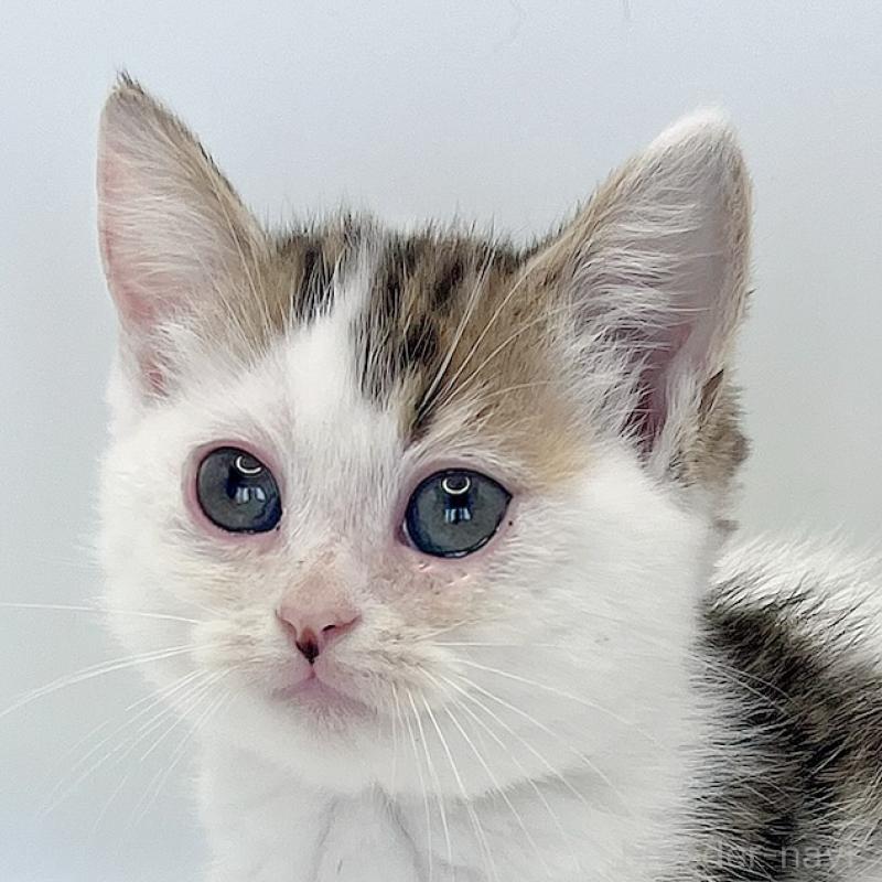 販売中の福島県のミヌエット(短足)-129143の8枚目