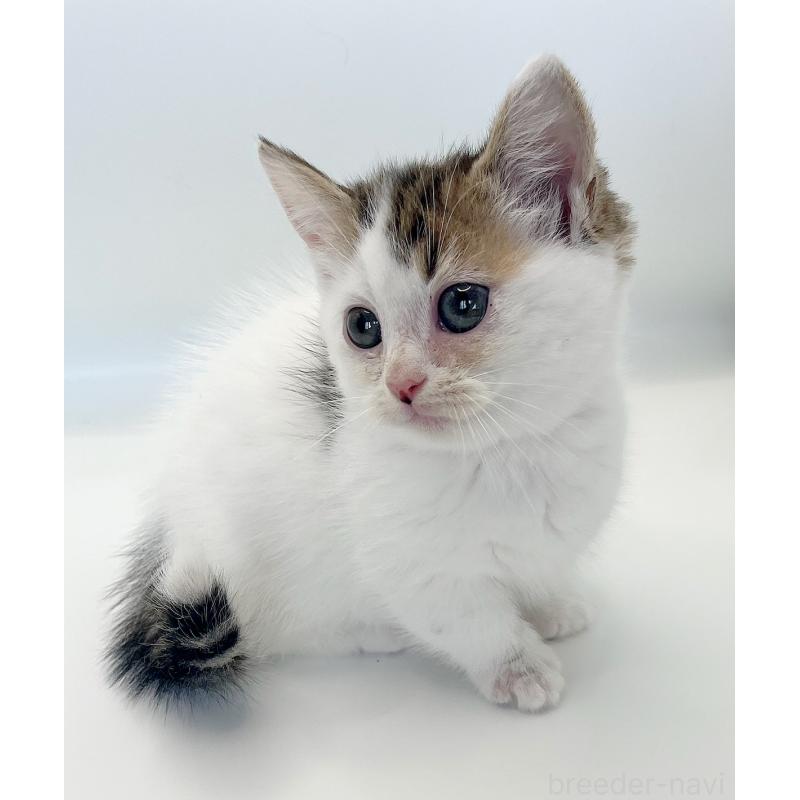 販売中の福島県のミヌエット(短足)-129143の7枚目