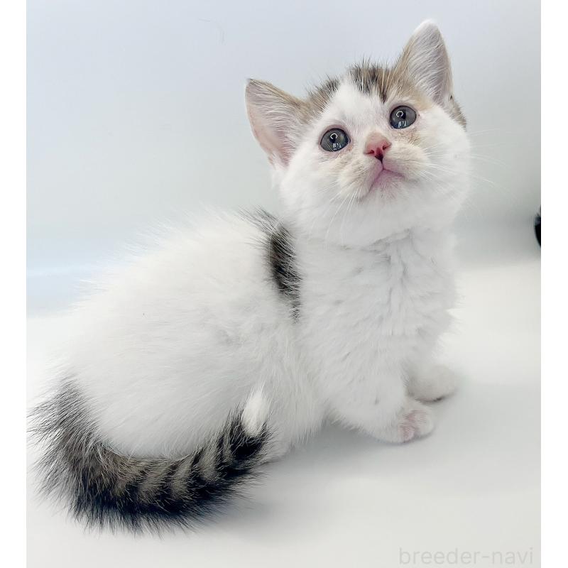 販売中の福島県のミヌエット(短足)-129143の6枚目