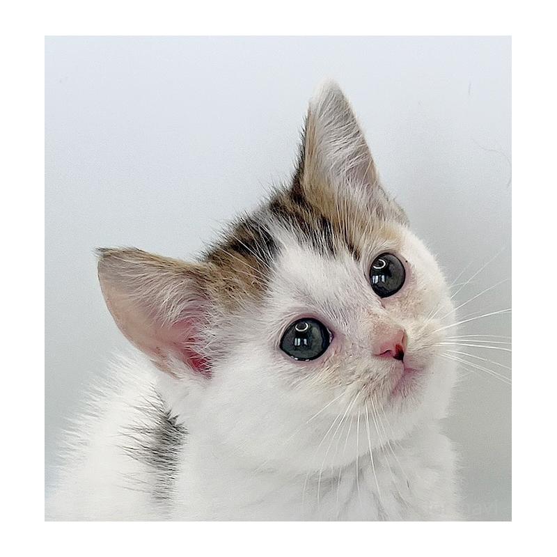 販売中の福島県のミヌエット(短足)-129143の5枚目