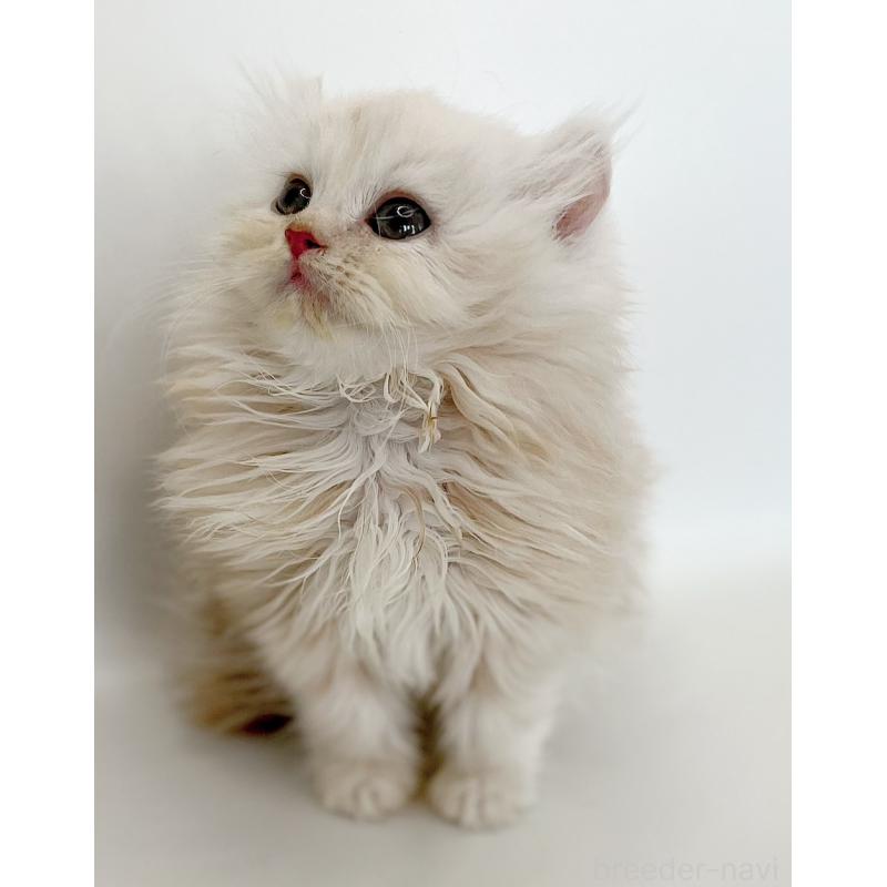 成約済の福島県のミヌエット-129144の4枚目