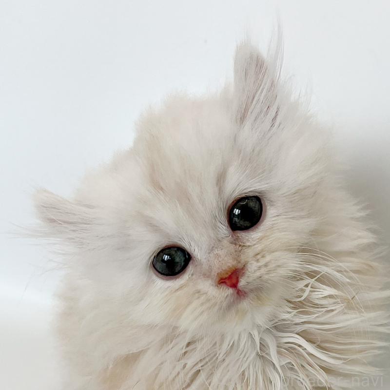 成約済の福島県のミヌエット-129144の3枚目