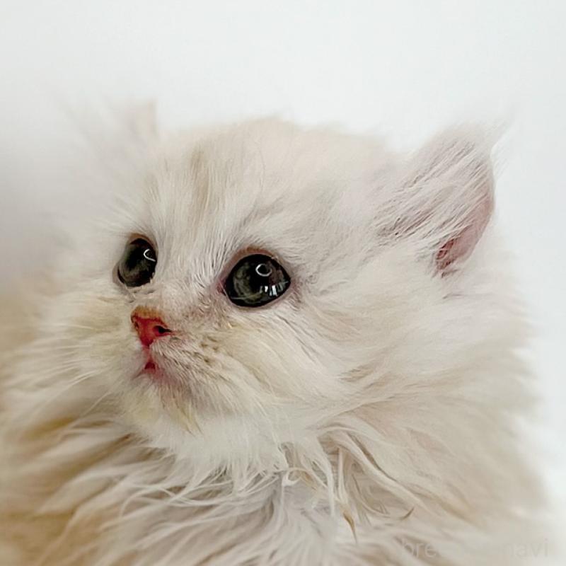 成約済の福島県のミヌエット-129144の2枚目