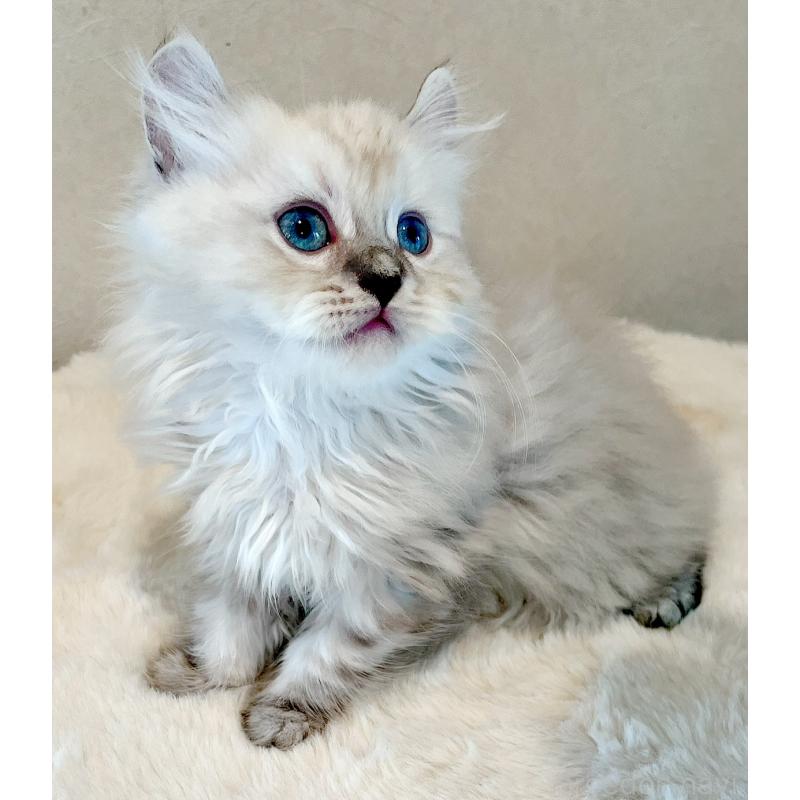 成約済の福島県のミヌエット-129147の2枚目