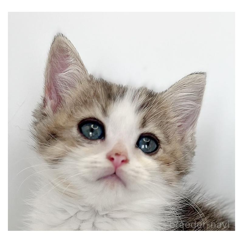 商談中の福島県のミヌエット-128300の4枚目