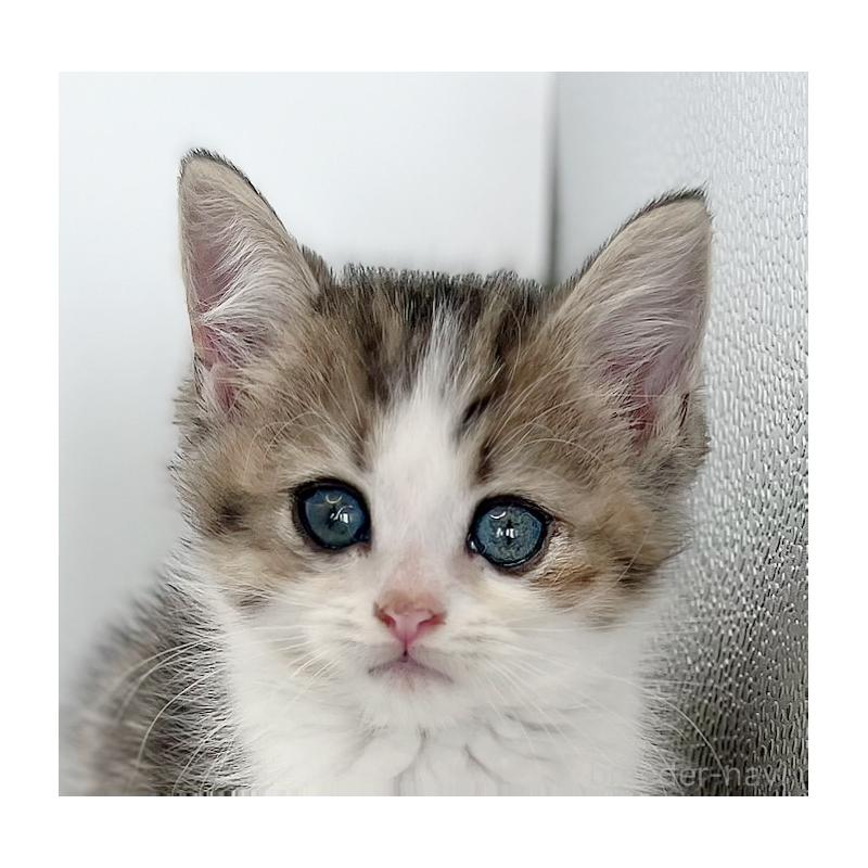 商談中の福島県のミヌエット-128300の3枚目