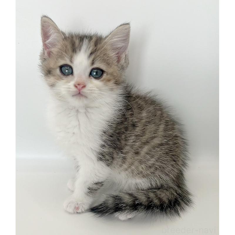 商談中の福島県のミヌエット-128300の2枚目