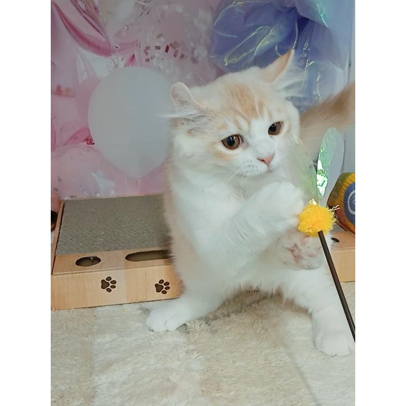 販売中の千葉県のキンカロー-125871の6枚目