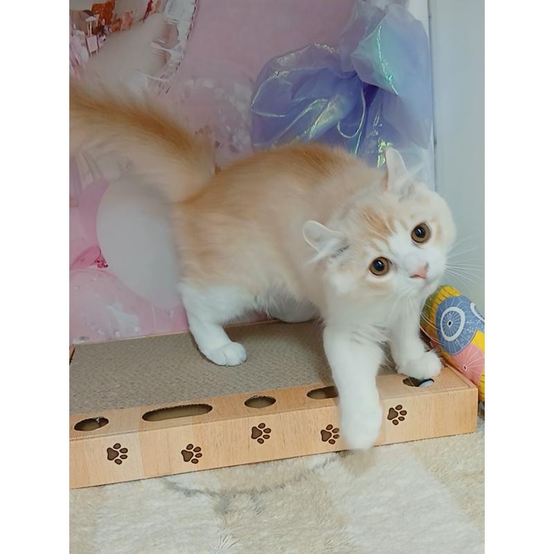 販売中の千葉県のキンカロー-125871の5枚目