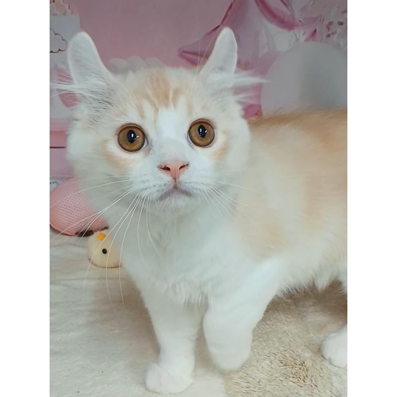 販売中の千葉県のキンカロー-125871の2枚目