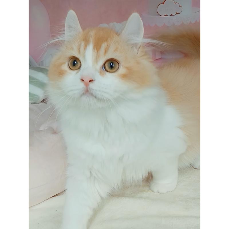 成約済の千葉県のキンカロー-125873の8枚目