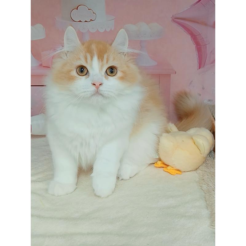 成約済の千葉県のキンカロー-125873の7枚目