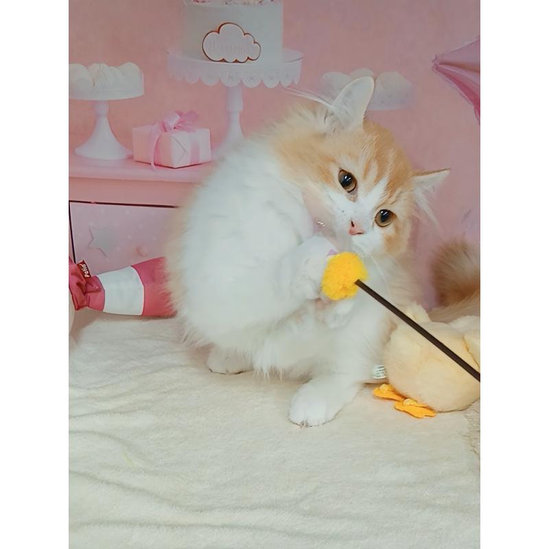 成約済の千葉県のキンカロー-125873の6枚目