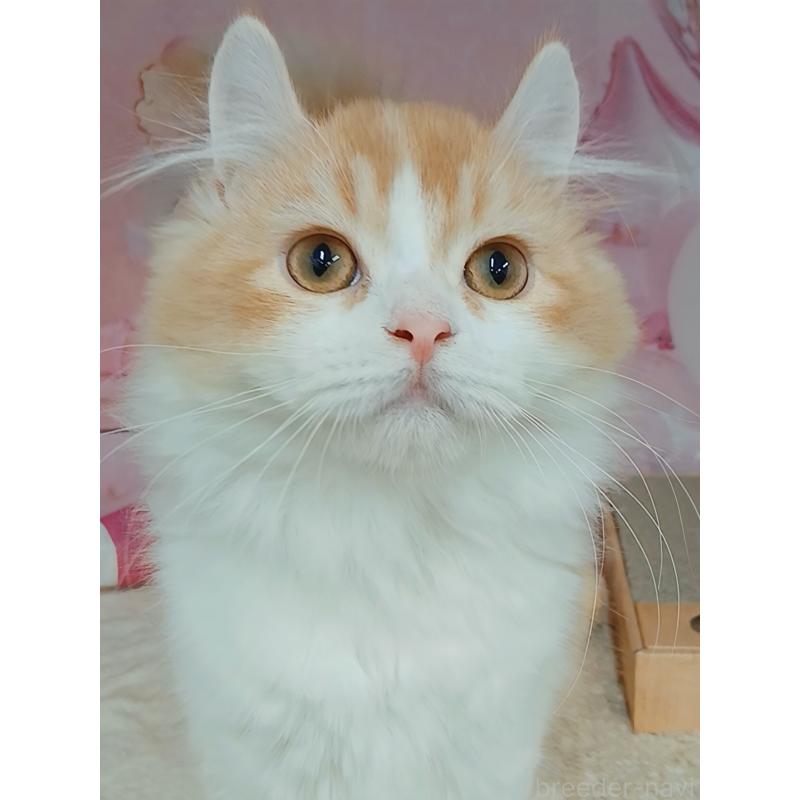 成約済の千葉県のキンカロー-125873の5枚目