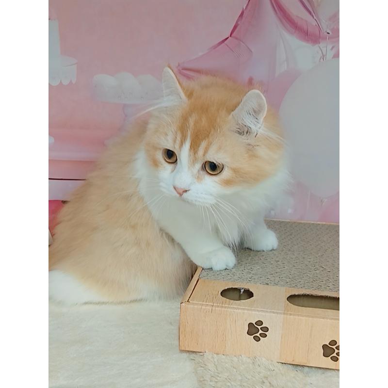 成約済の千葉県のキンカロー-125873の4枚目