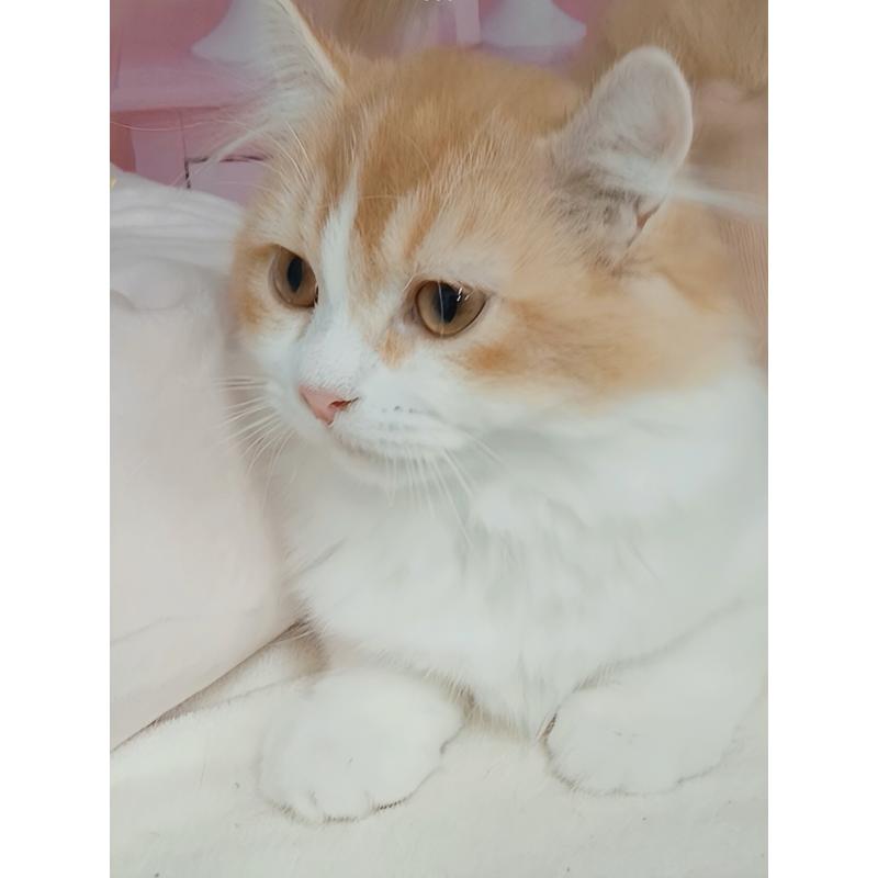 成約済の千葉県のキンカロー-125873の3枚目