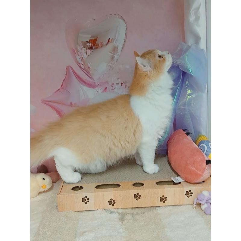 成約済の千葉県のキンカロー-125873の2枚目