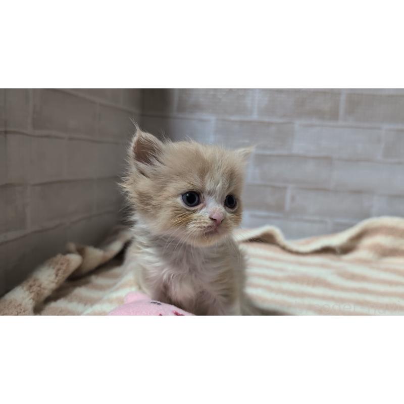 販売中の熊本県のスコティッシュフォールド-130365の6枚目