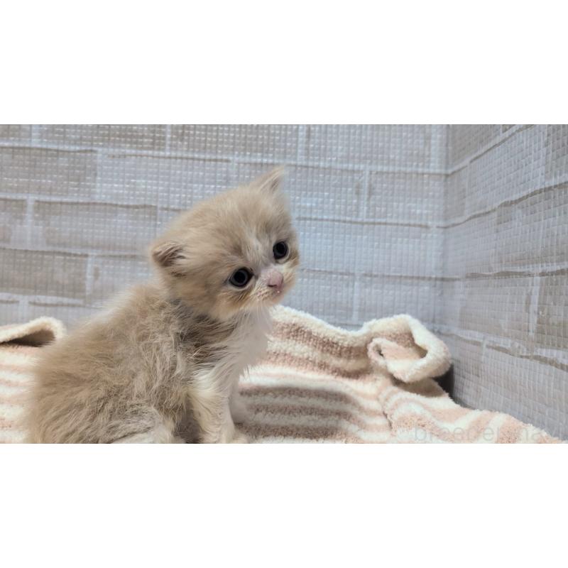 販売中の熊本県のスコティッシュフォールド-130365の5枚目