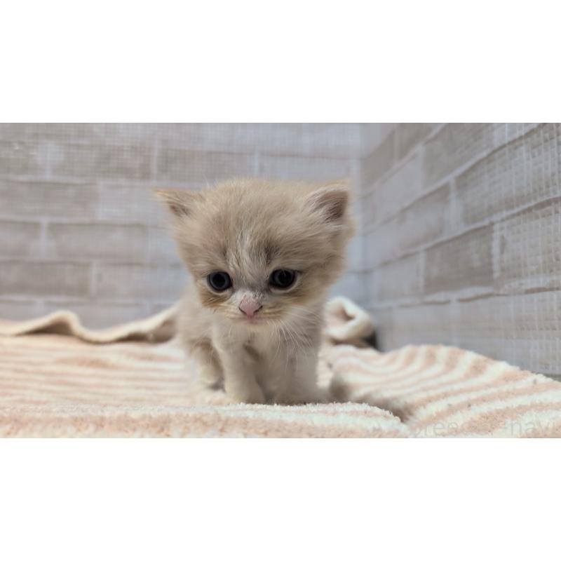 販売中の熊本県のスコティッシュフォールド-130365の4枚目